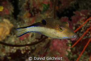 Sharpnose Puffer by David Gilchrist 